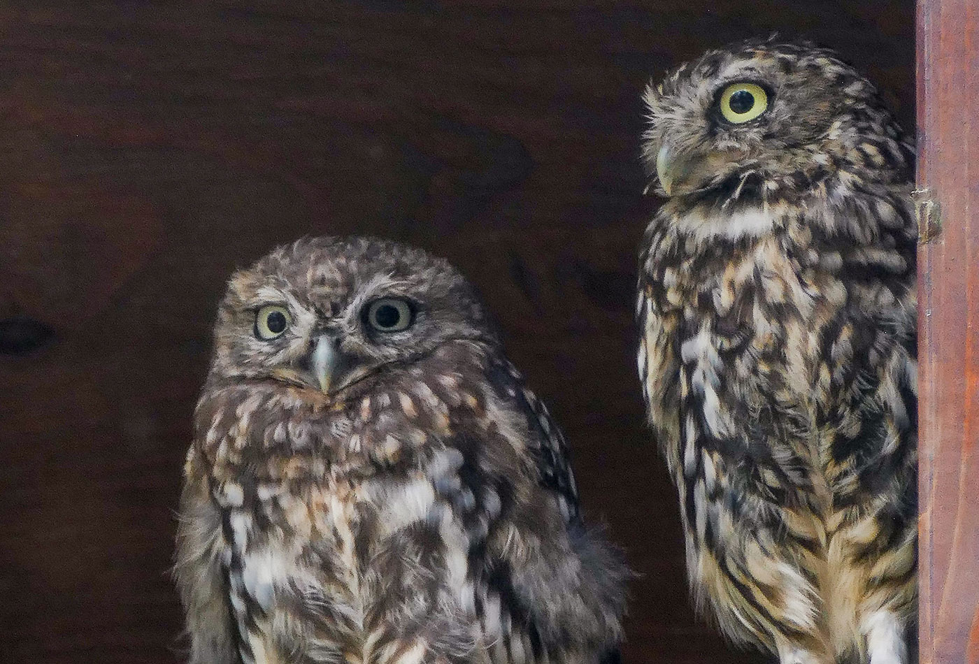 Große Augen und flauschiger Körper: Steinkäuze sind echte Sympathieträger unter den Eulen – und zählen leider zu den bedrohten Vogelarten. (Foto: Heidrun Knigge/Zoo Heidelberg)