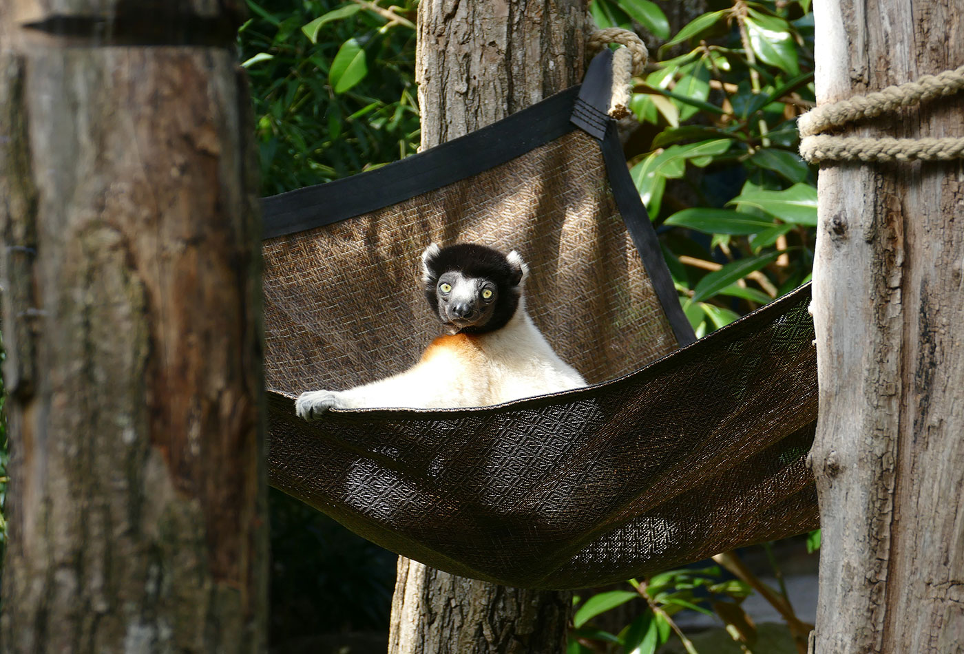 Der Zoo Heidelberg freut sich auf ein neues Zoo-Jahr: Unter anderem wird Kronensifaka Jao einen neuen männlichen Artgenossen bekommen, der gemeinsam mit ihm in der Lemuren-WG leben soll. (Foto: Petra Medan/Zoo Heidelberg)