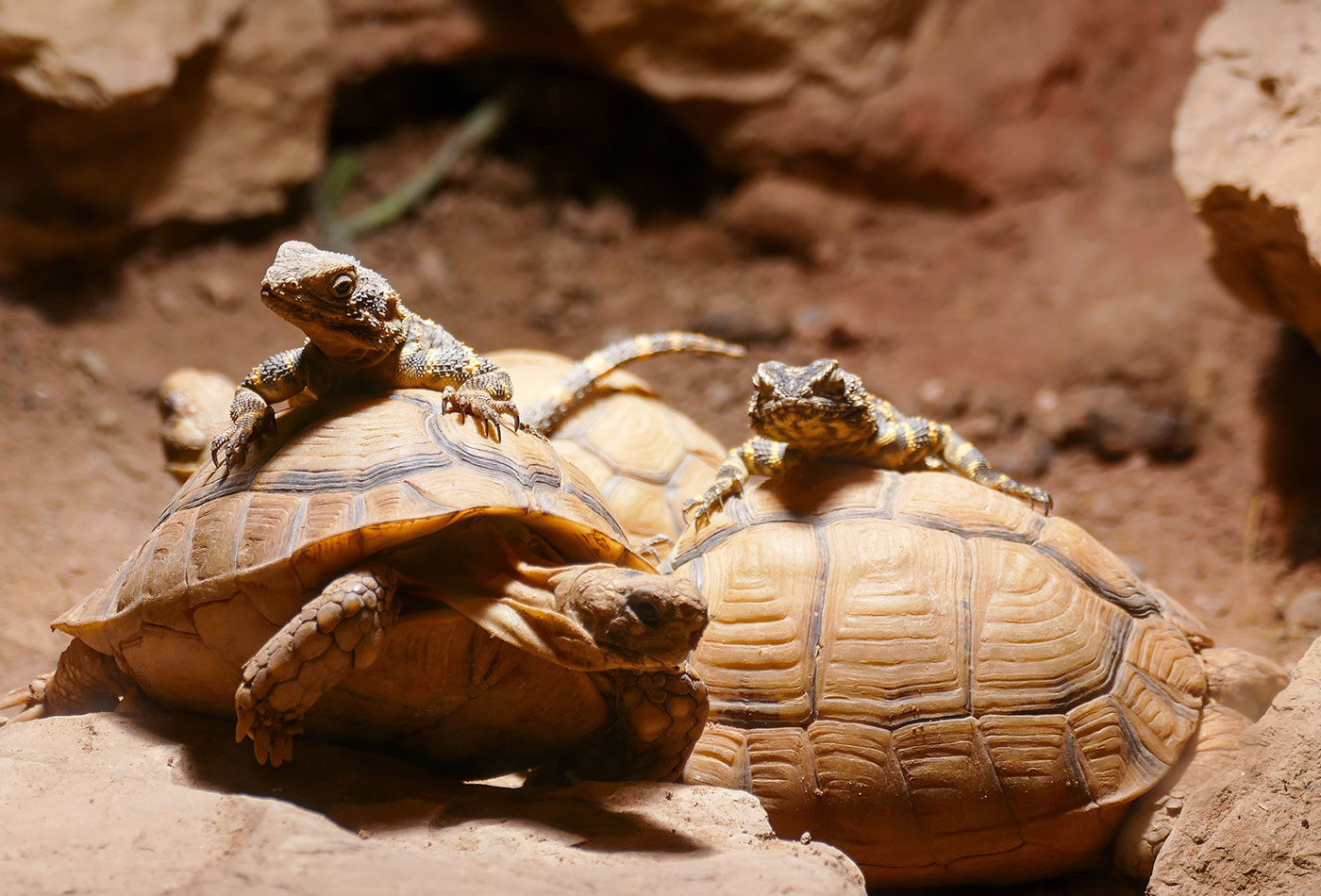 Die Schwarzen Hardune genießen die Zeit auf ihrer privaten „Wärmequelle“, dem Panzer der Ägyptischen Landschildkröten. (Foto: Heidrun Knigge/Zoo Heidelberg)