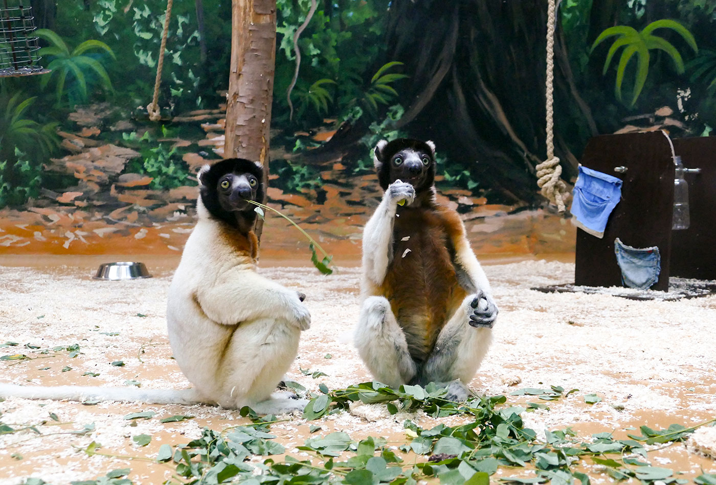 Die beiden Kronensifakabrüder Jao (l.) und Toky (r.) beim gemeinsamen Fressen im Zoo Heidelberg. (Foto: Petra Medan/Zoo Heidelberg)