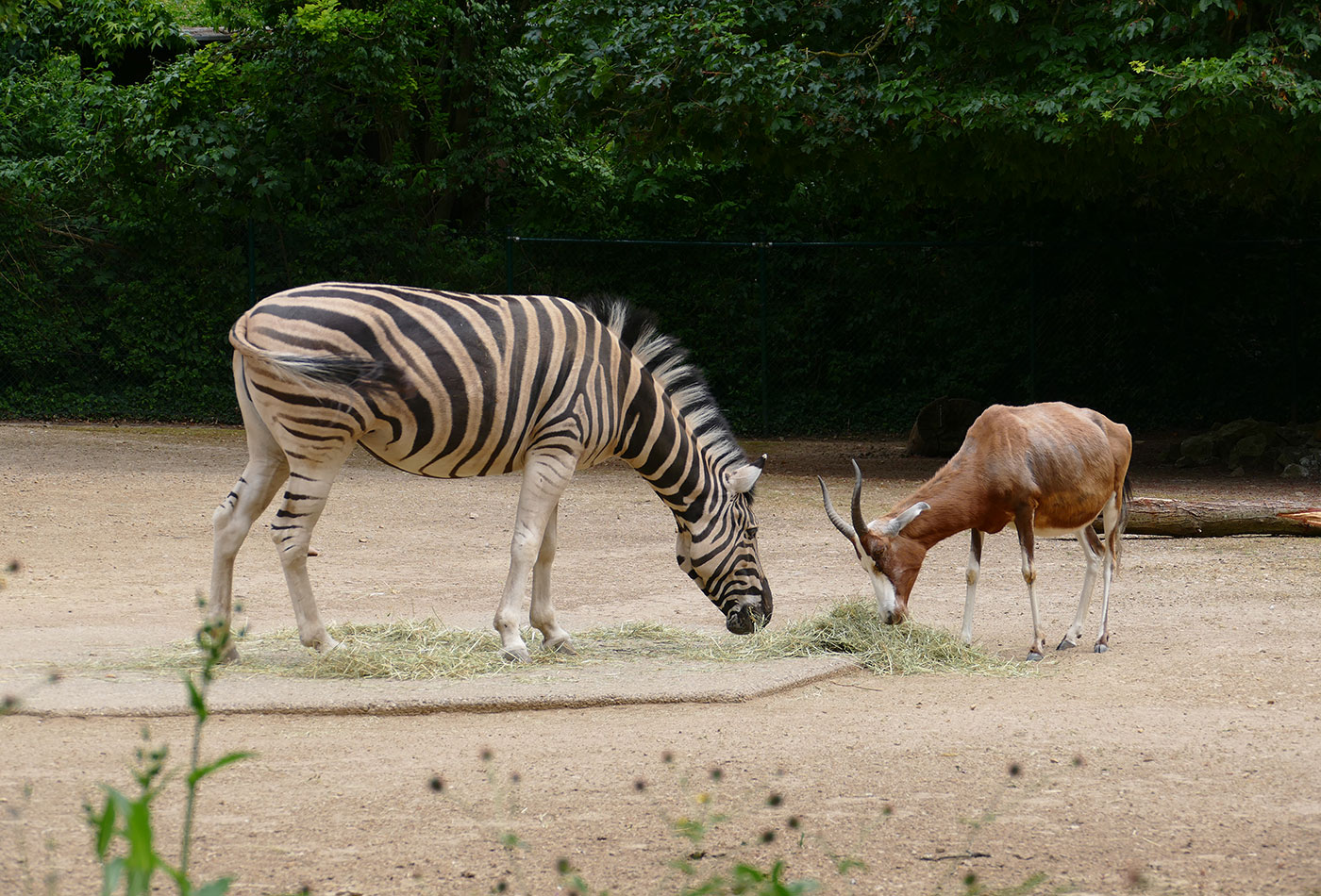 Zebra und Blessbock gemeinsam auf der Afrika-Anlage im Zoo Heidelberg. (Foto: Petra Medan/Zoo Heidelberg)