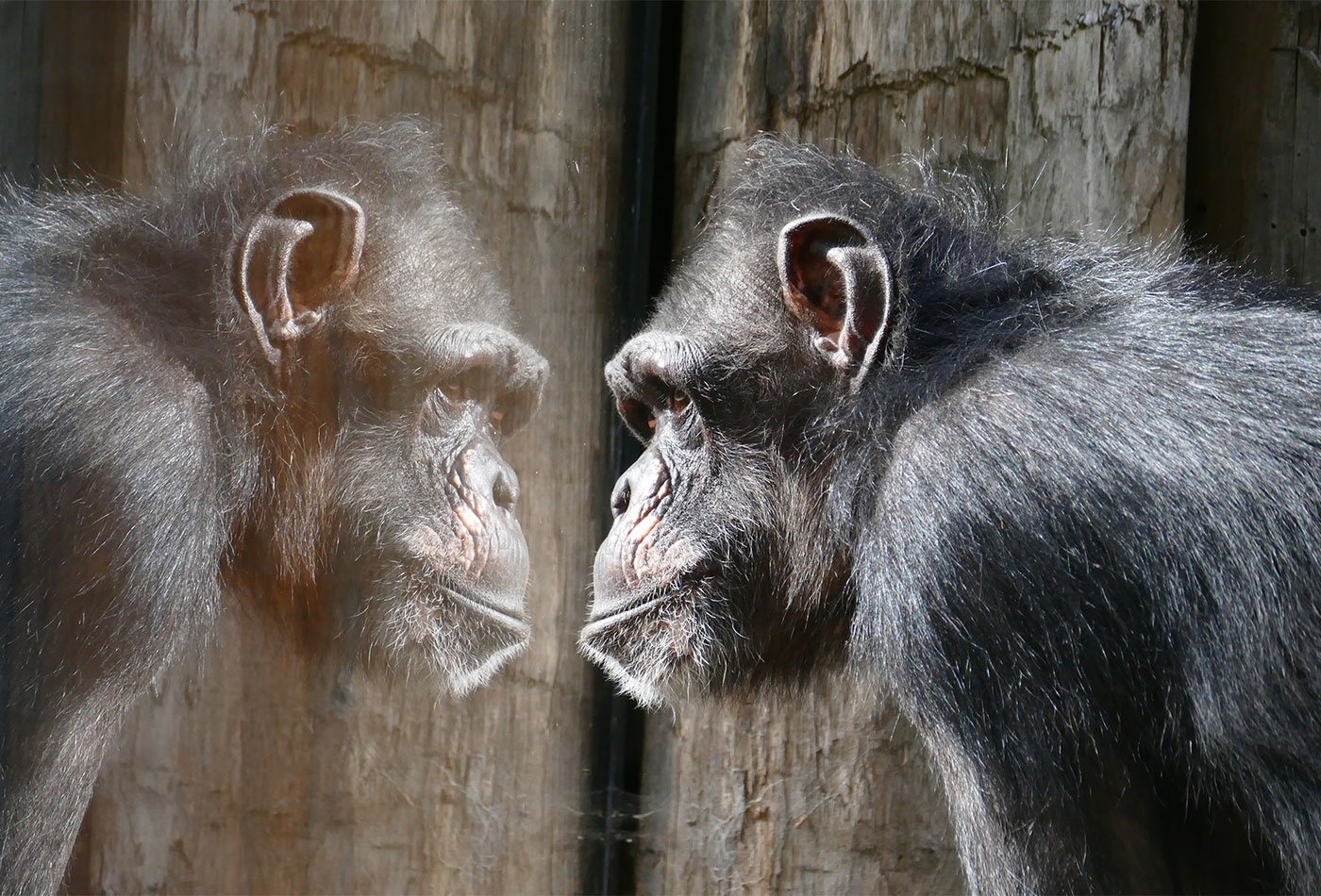 Mit Hilfe der neuen Datenbank können Studienergebnisse zentral erfasst und abgerufen werden. Auch der Zoo Heidelberg hat das Projekt mit seinen Ressourcen unterstützt. (Foto: Petra Medan/Zoo Heidelberg)