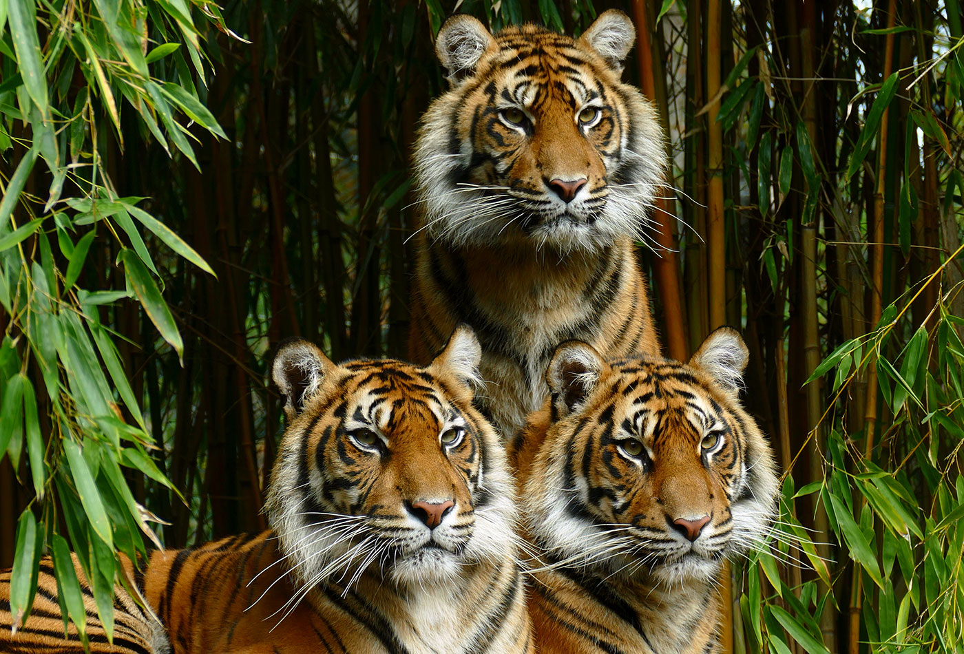 Foto 1: Sumatra-Tigerin Karis (links) mit zwei von drei Töchtern im Zoo Heidelberg: Sabah (rechts) und Dumai (oben) (Foto: Petra Medan/Zoo Heidelberg)