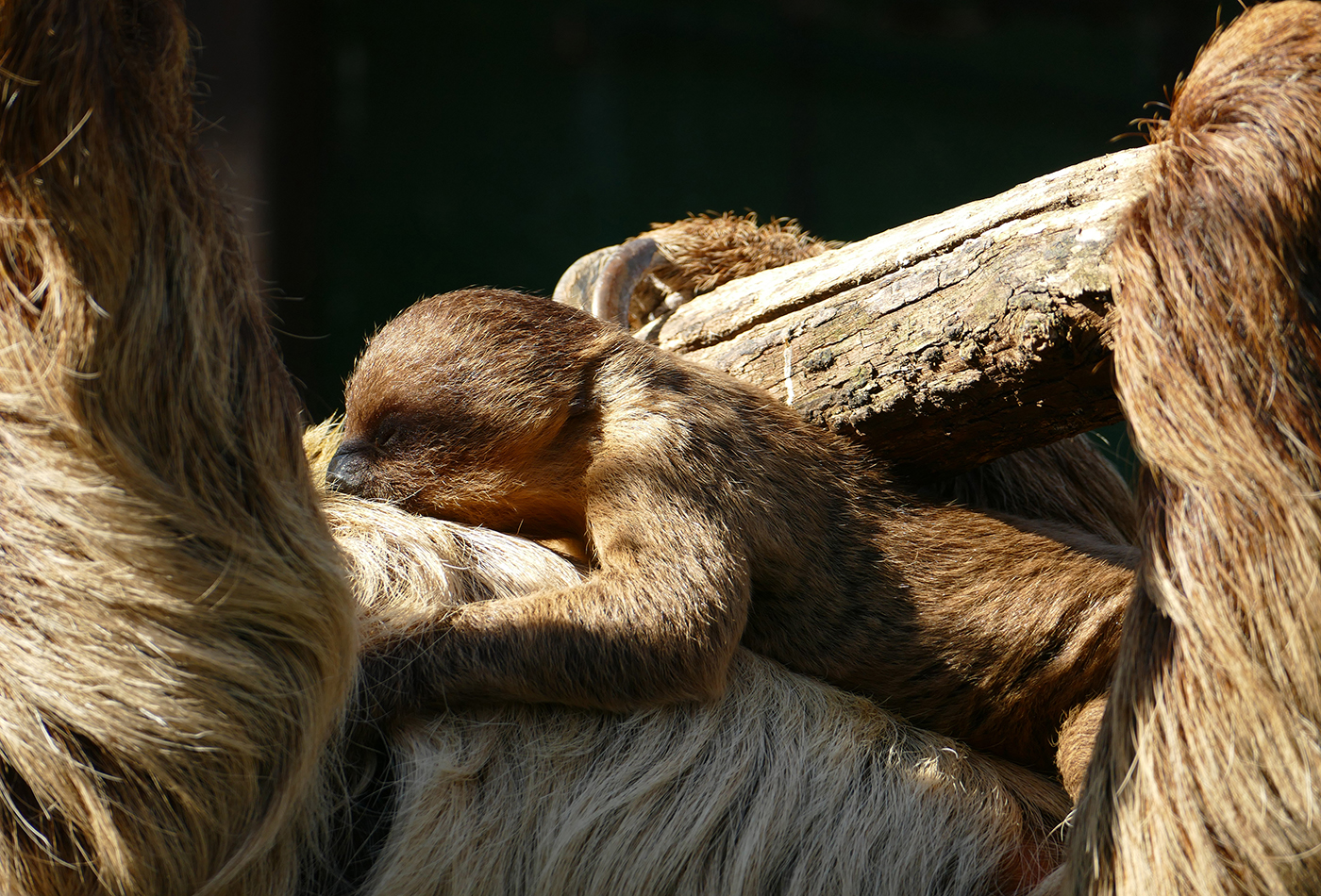 Faultierbaby auf dem Bauch der Mutter