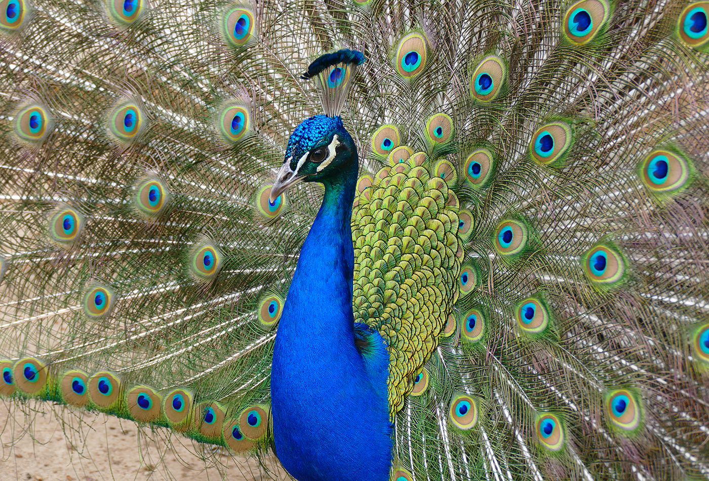 Blauer Pfau