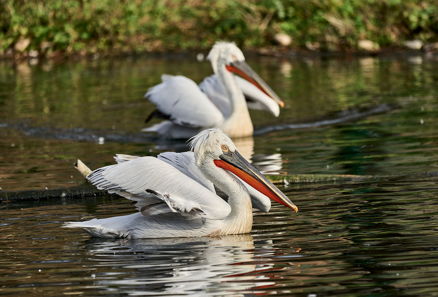 Vorbeugende Schutzmaßnahmen zur Vogelgrippe: Bisher ist im Zoo Heidelberg kein Fall aufgetreten. Die Krauskopfpelikane und Flamingos werden vorsorglich in überdachte Rückzugsorte gebracht, der große See und andere Gewässer im Zoo werden abgelassen. (Foto: Peter Bastian/Zoo Heidelberg)