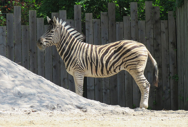 Zebrahengst auf der Afrikaanlage im Zoo Heidelberg. (Foto: Tobias Kremer/Zoo Heidelberg)