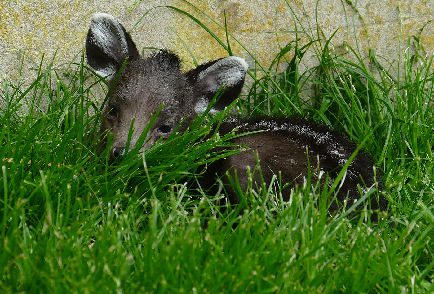 im Gras liegendes Schopfhirsch-Jungtier