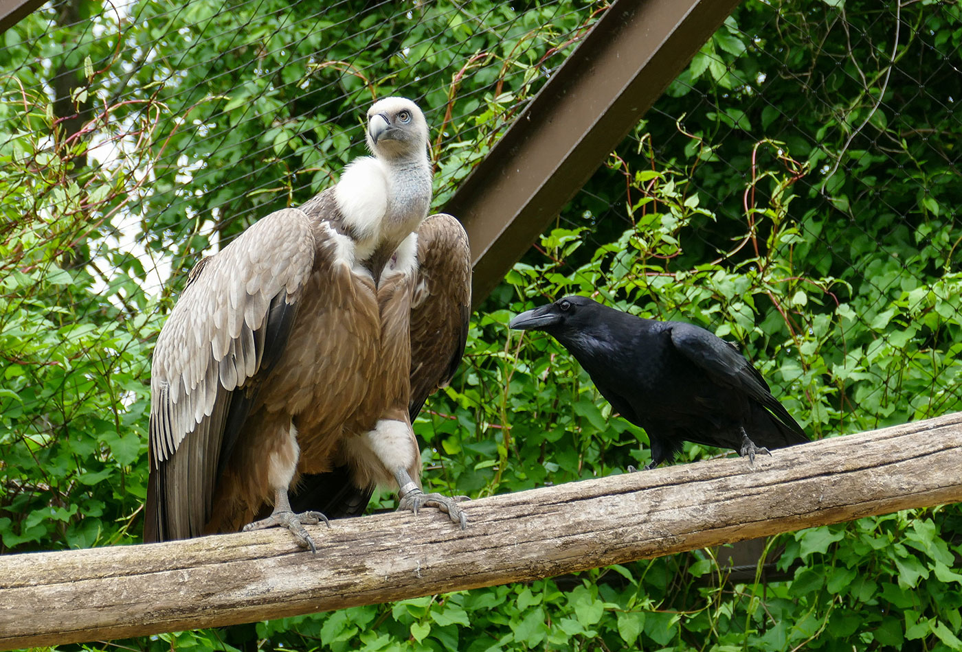 Gänsegeier und Kolkraben in der Geiervoliere des Zoo Heidelberg