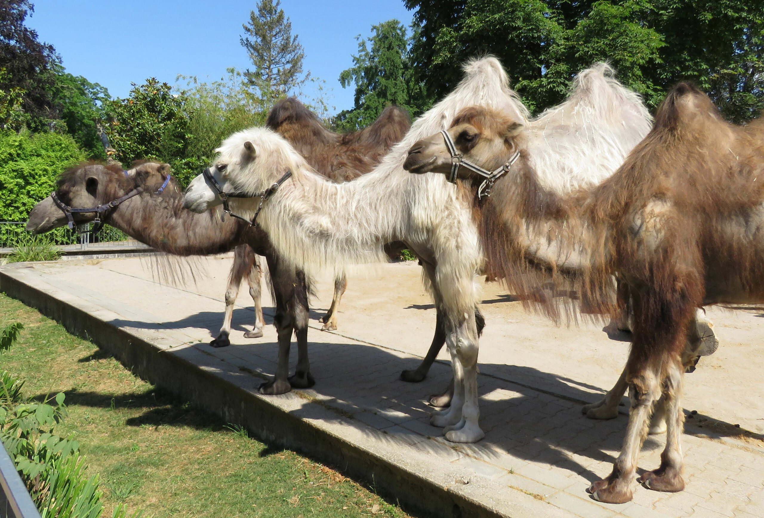Altweltkamele, Trampeltiere, zweihöckrige Kamele