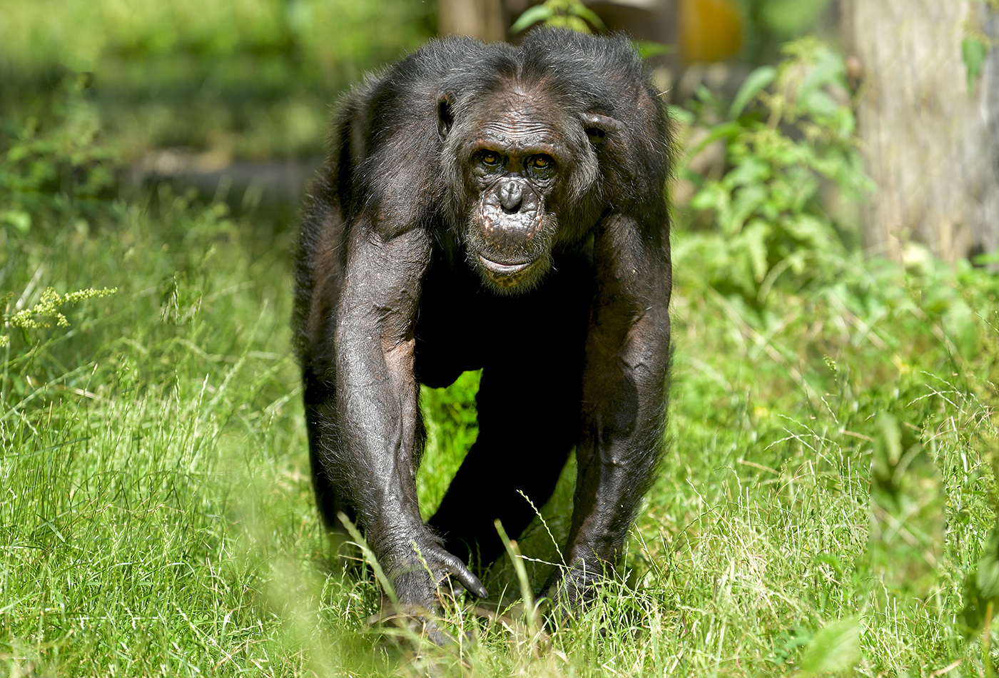 Schimpanse Epulu im Zoo Heidelberg an seinem 55. Geburtstag