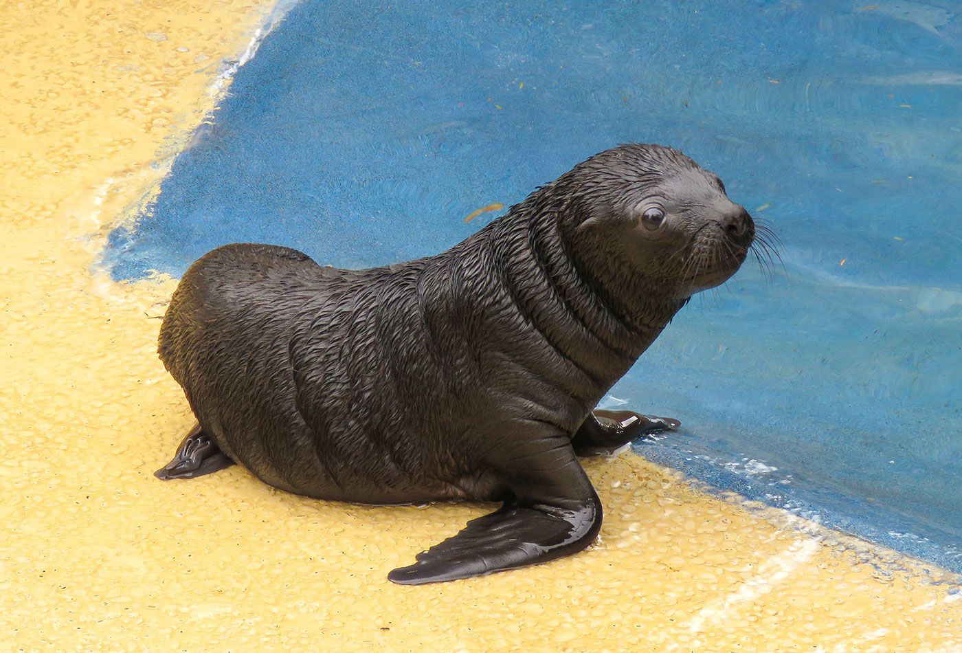 Die frischgeborene Mähnenrobbe Lola (Foto: Zoo Heidelberg)