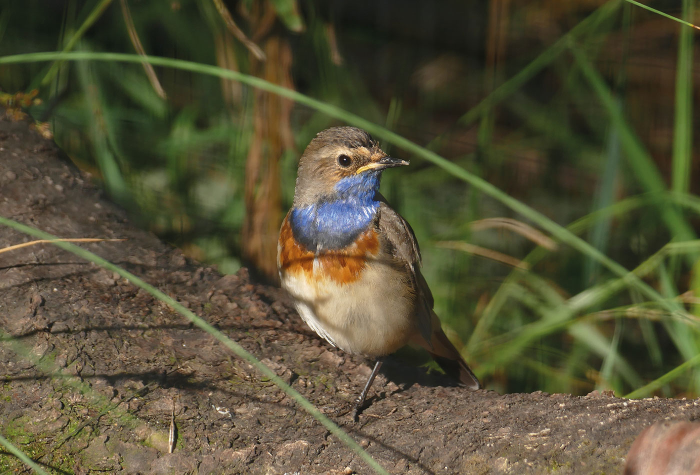 Ausgewachsenes Blaukehlchen (Foto: Petra Medan/Zoo Heidelberg)