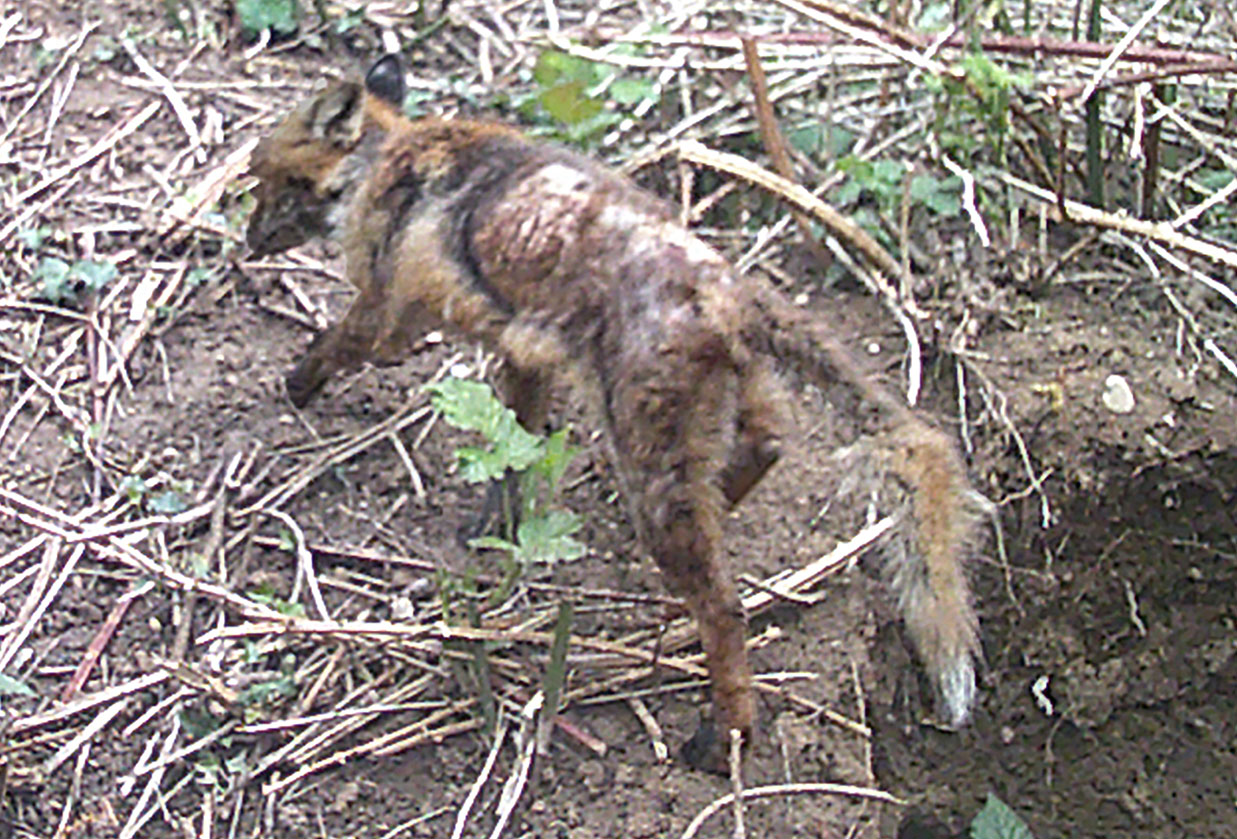 Kranker Fuchs mit Räude Wildtierkameraaufnahme Zoo Heidelberg