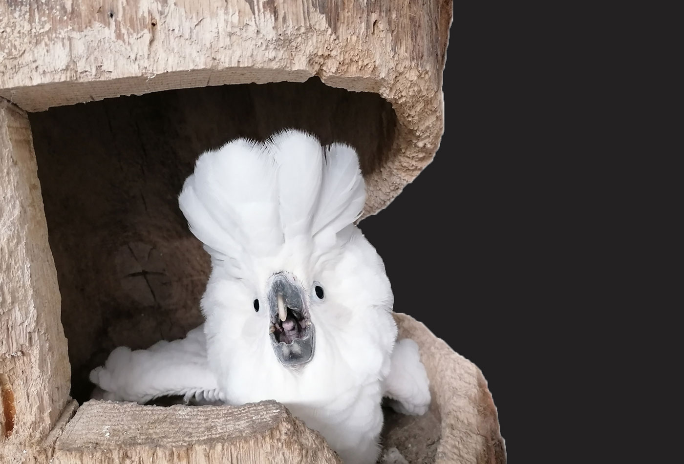 Foto 3: Weißhaubenkakadu-Jungtier in der Bruthöhle. Im Alter von 60 Tagen sieht der Vogel schon fast wie seine Elterntiere aus (Foto: Laura Pohl/Zoo Heidelberg)