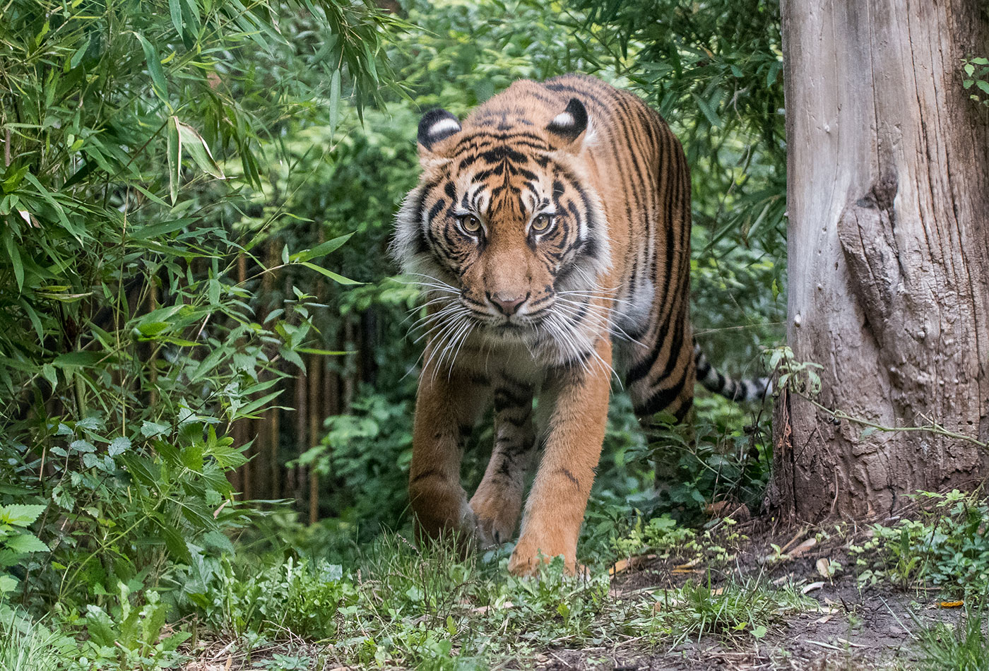 Tigerin Karis im Außengehege (Foto: Susi Fischer/Zoo Heidelberg)