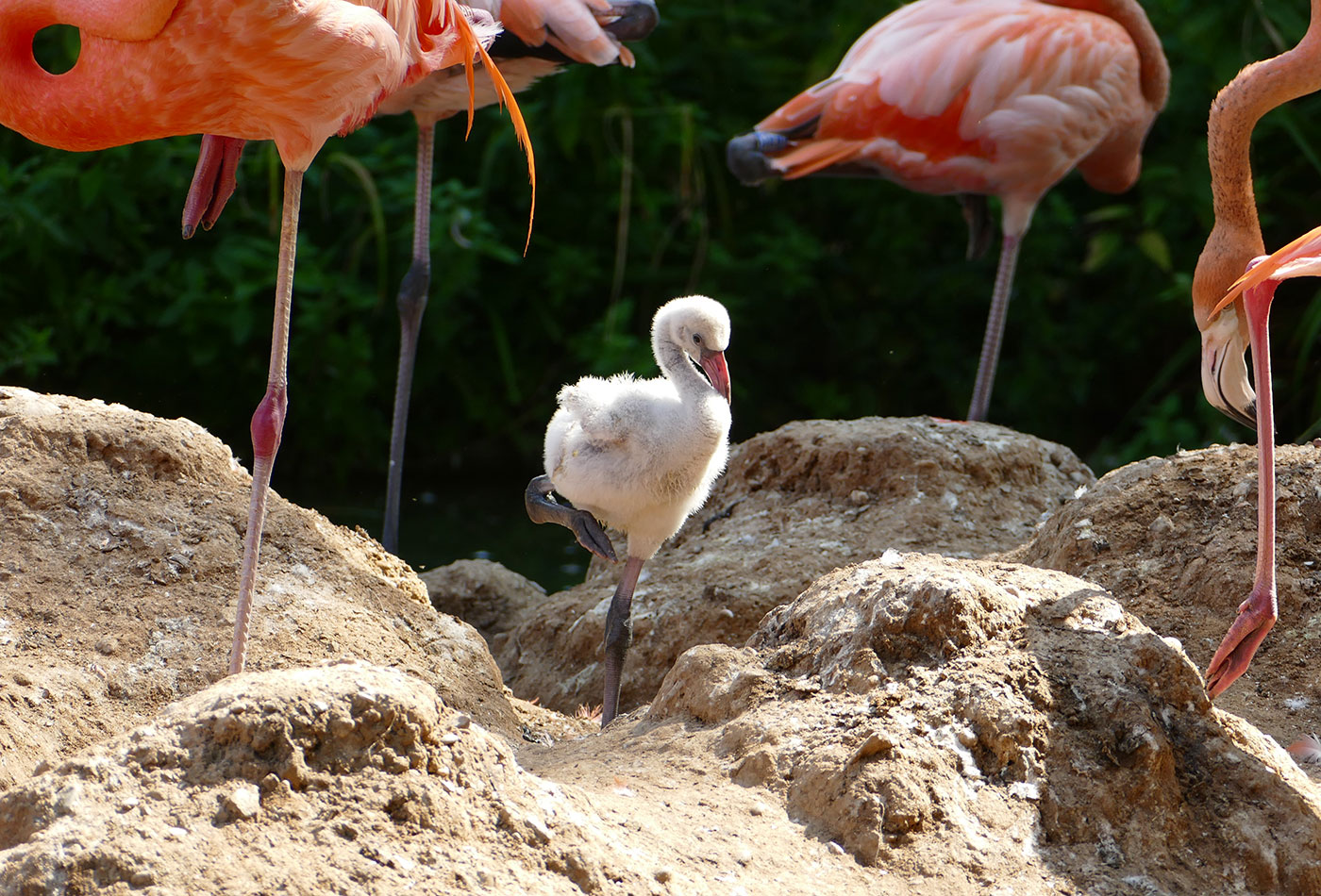 Flamingo Küken (Foto: Petra Medan/Zoo Heidelberg)