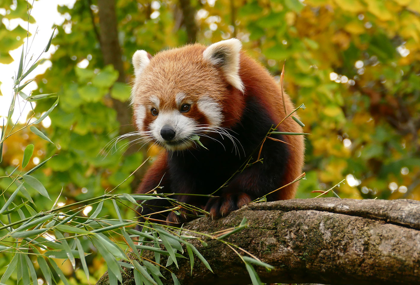 Roter Panda beim Bambusfressen (Petra Medan/Zoo Heidelberg)