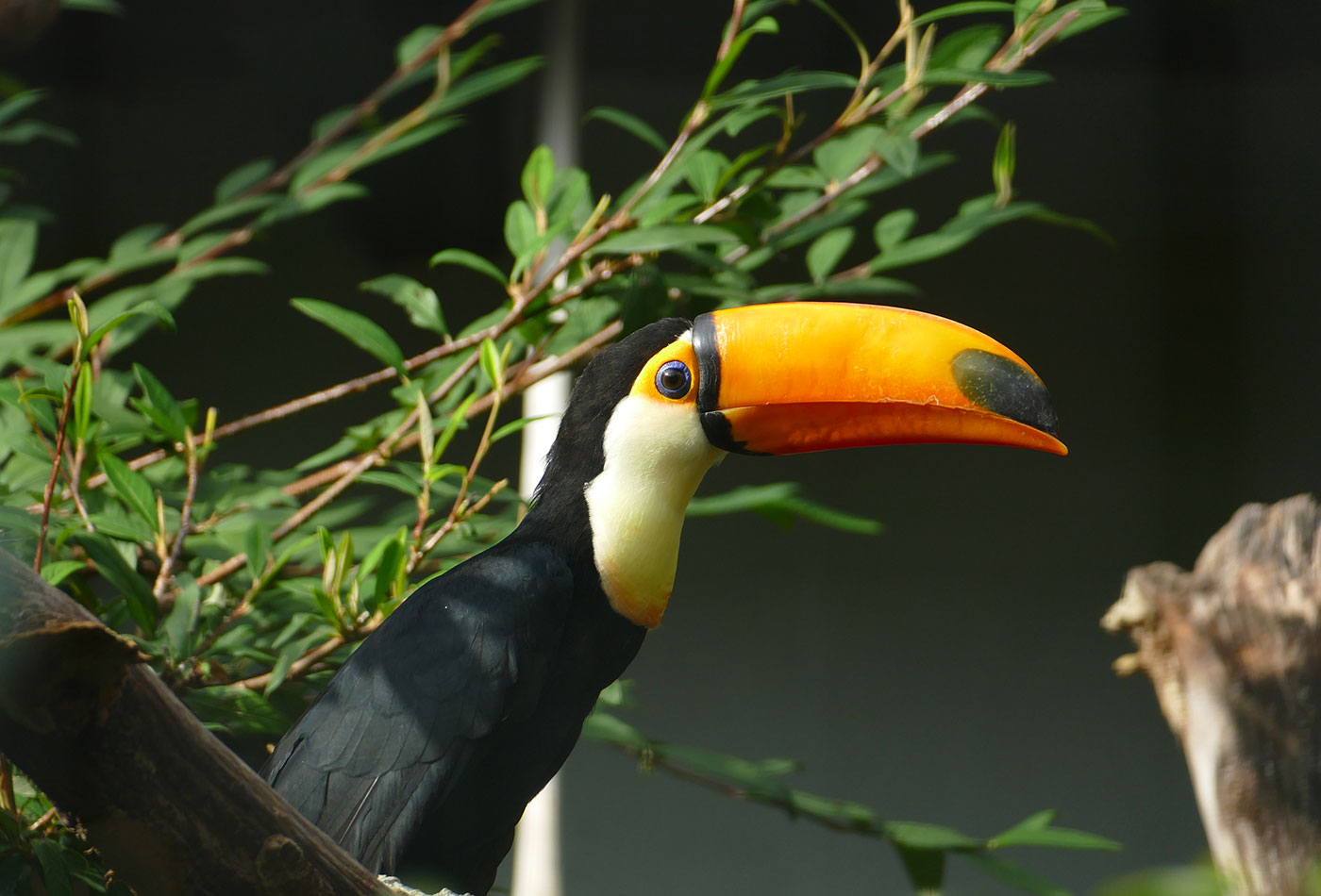 Riesentukan in der Vogelvoliere im Zoo Heidelberg (Petra Medan/Zoo Heidelberg)