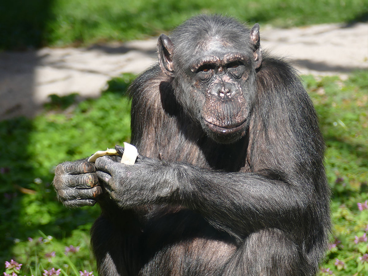 Schimpansin Heidi in der Außenanlage (Petra Medan/Zoo Heidelberg)