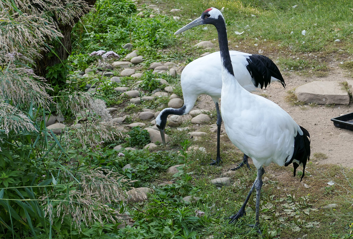 Mandschurenkranich (Heidrun Knigge/Zoo Heidelberg)