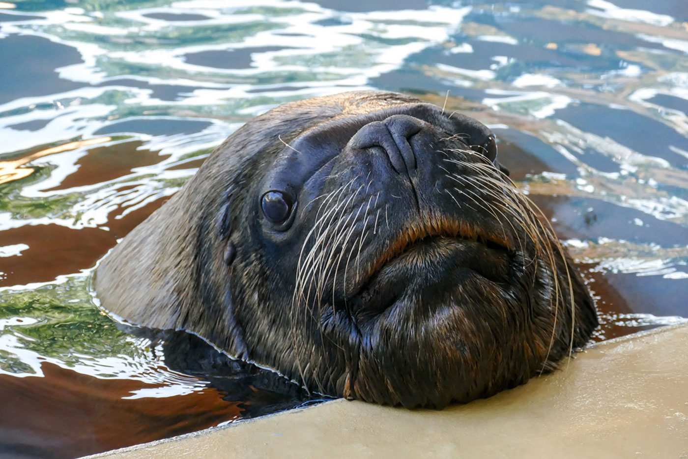 Robbenbulle Atos (Foto: Heidrun Knigge / Zoo Heidelberg)