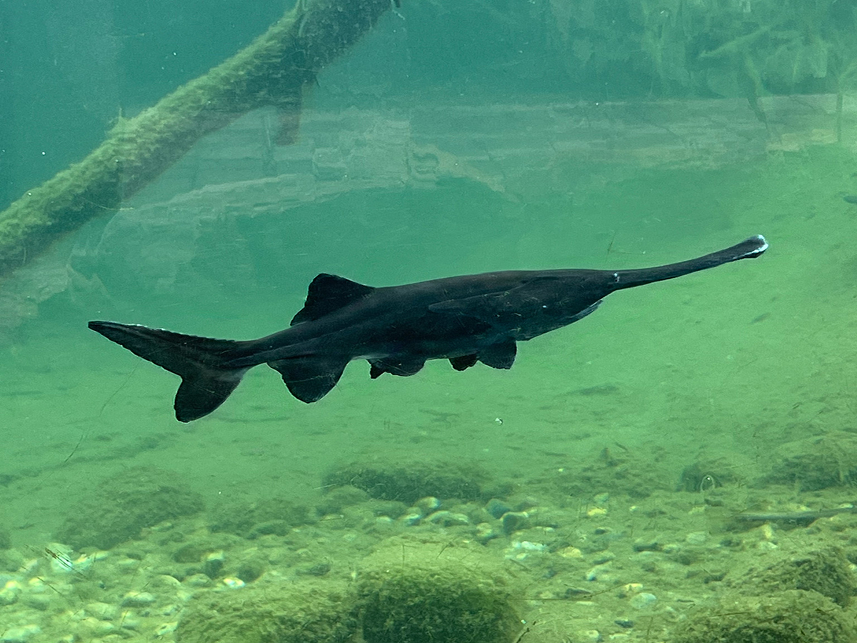 Löffelstör im Aquarium der Südamerikavoliere (Foto: Zoo Heidelberg)