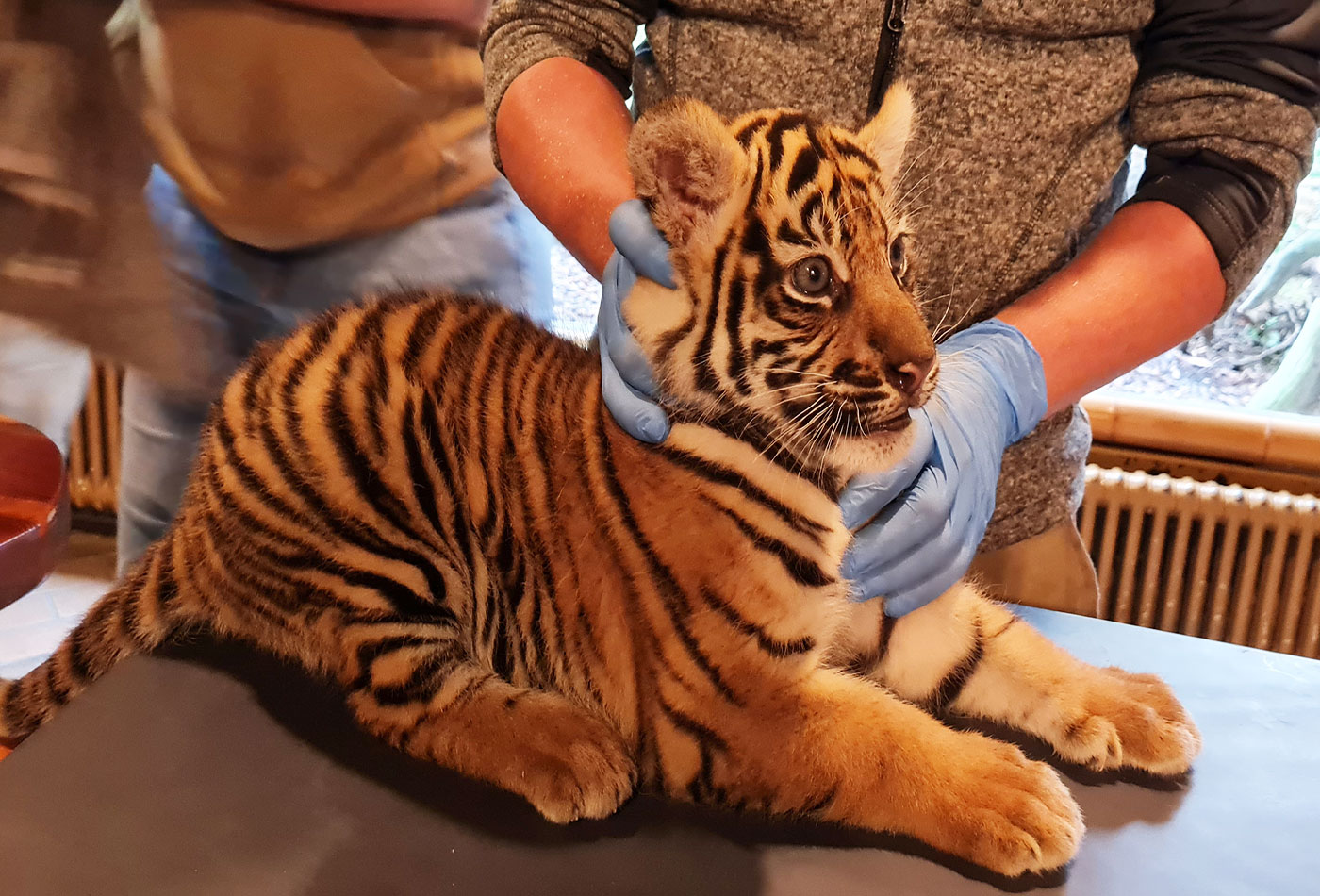 Die erste tierärztliche Untersuchung ist für den Tigernachwuchs aufregend (Foto: Zoo Heidelberg)