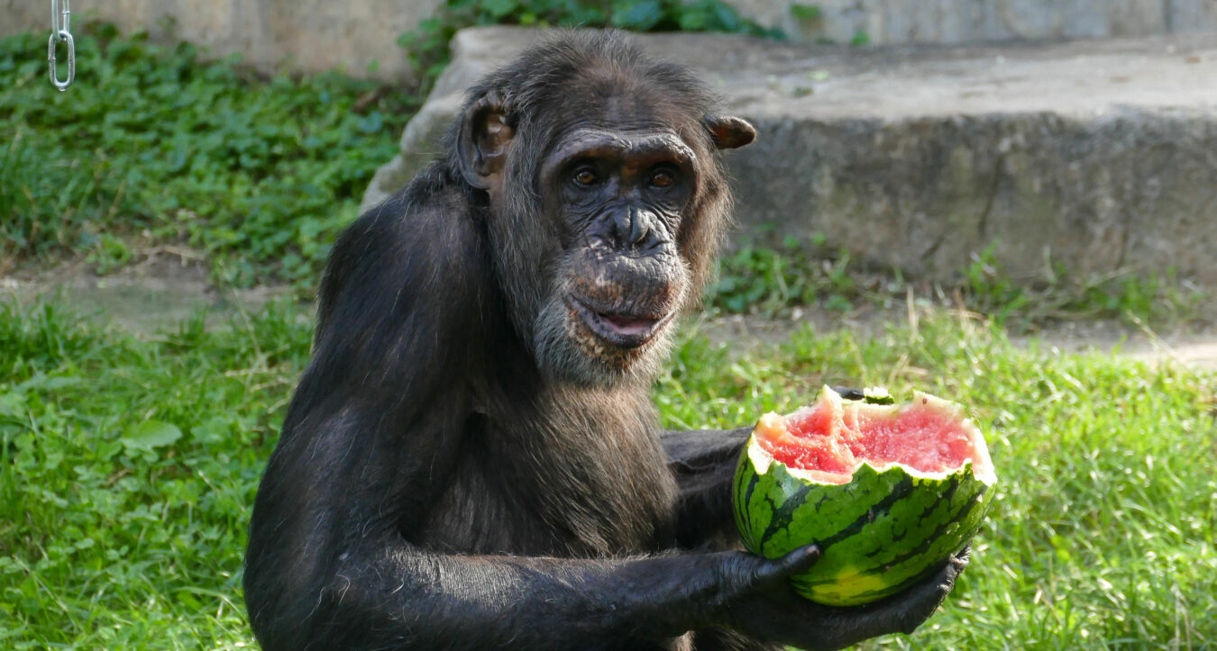Affe mit Melone