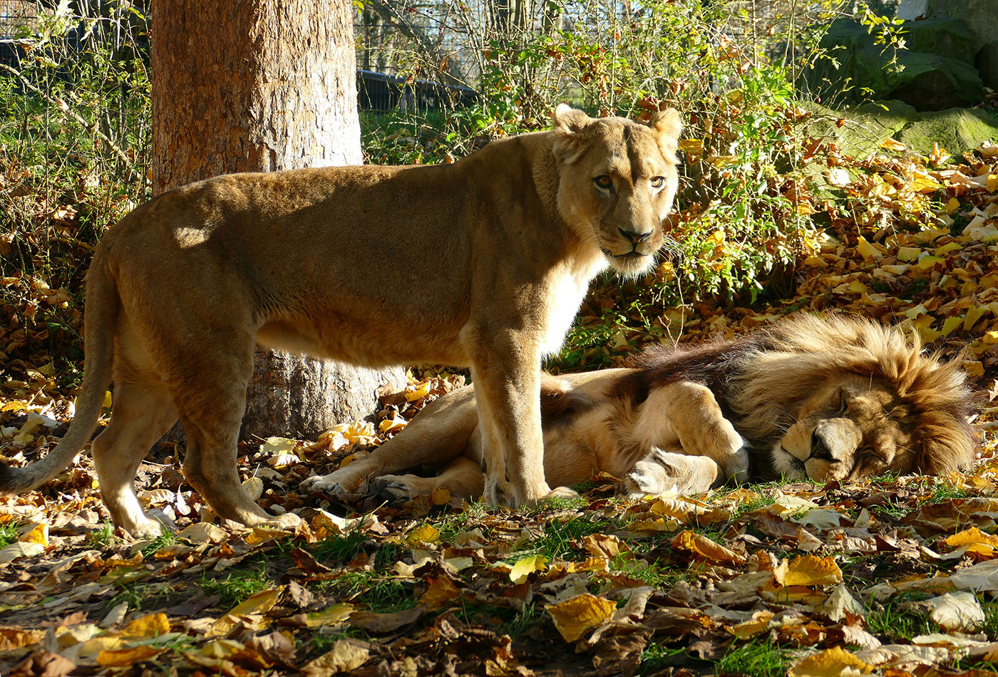 Löwenpaar im Herbstlaub (Zoo Heidelberg/Petra Medan)