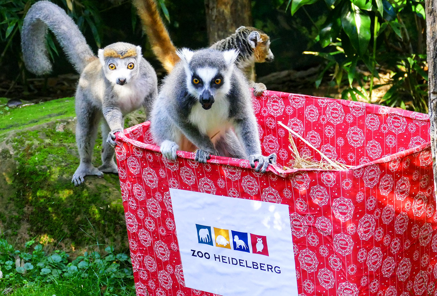 Lemuren erobern die Geschenke (Zoo Heidelberg/Heidrun Knigge)