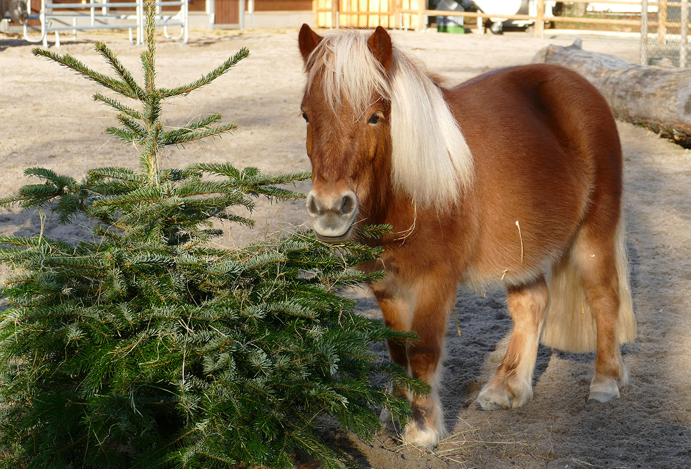 Shetland-Pony Zora freut sich über den leckeren Weihnachtsbaum (Zoo Heidelberg / Petra Medan)