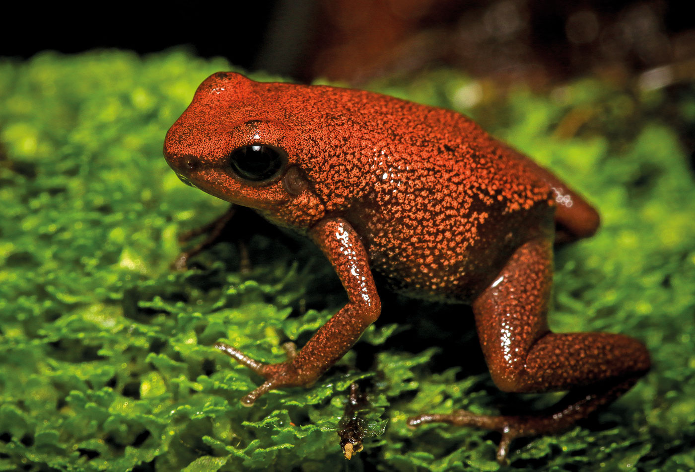 Tafelberg-Baumsteiger-Frosch bevorzugt dichtes Laub (Zoo Heidelberg / Johannes Penner)