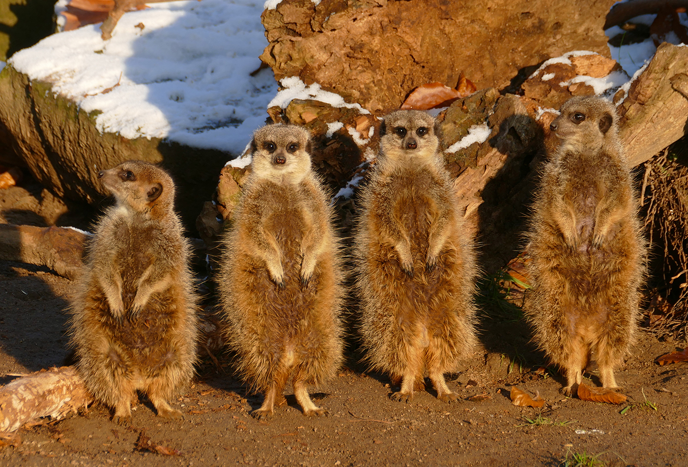 Erdmännchen bereit zum zählen