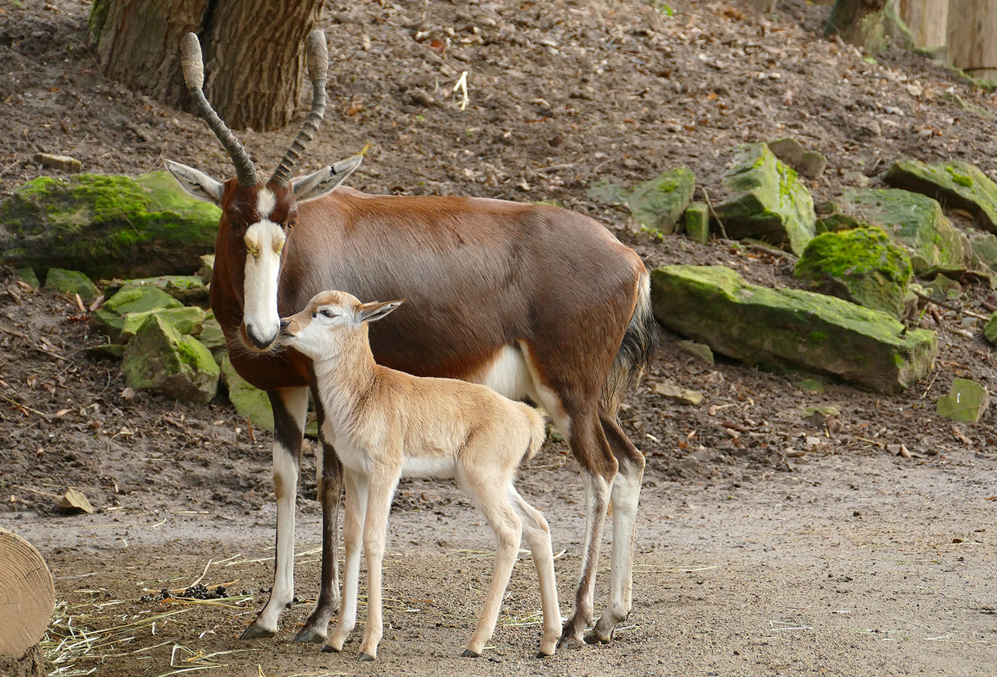 Foto 2: Blessbock-Nachwuchs bei seiner Mutter (Petra Medan / Zoo Heidelberg)