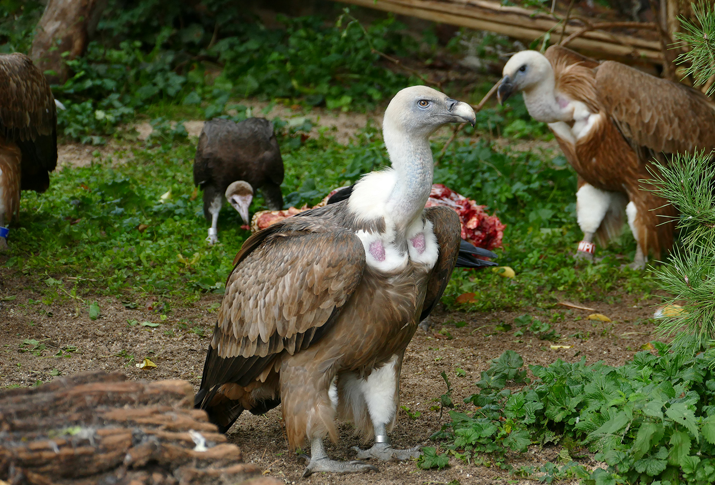 Gänsegeier in der Vogelvoliere (Petra Medan/Zoo Heidelberg)