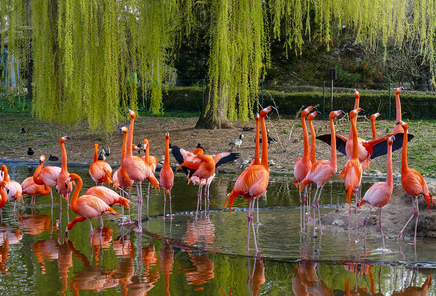 Foto 1: Kuba-Flamingos am See (Heidrun Knigge / Zoo Heidelberg)