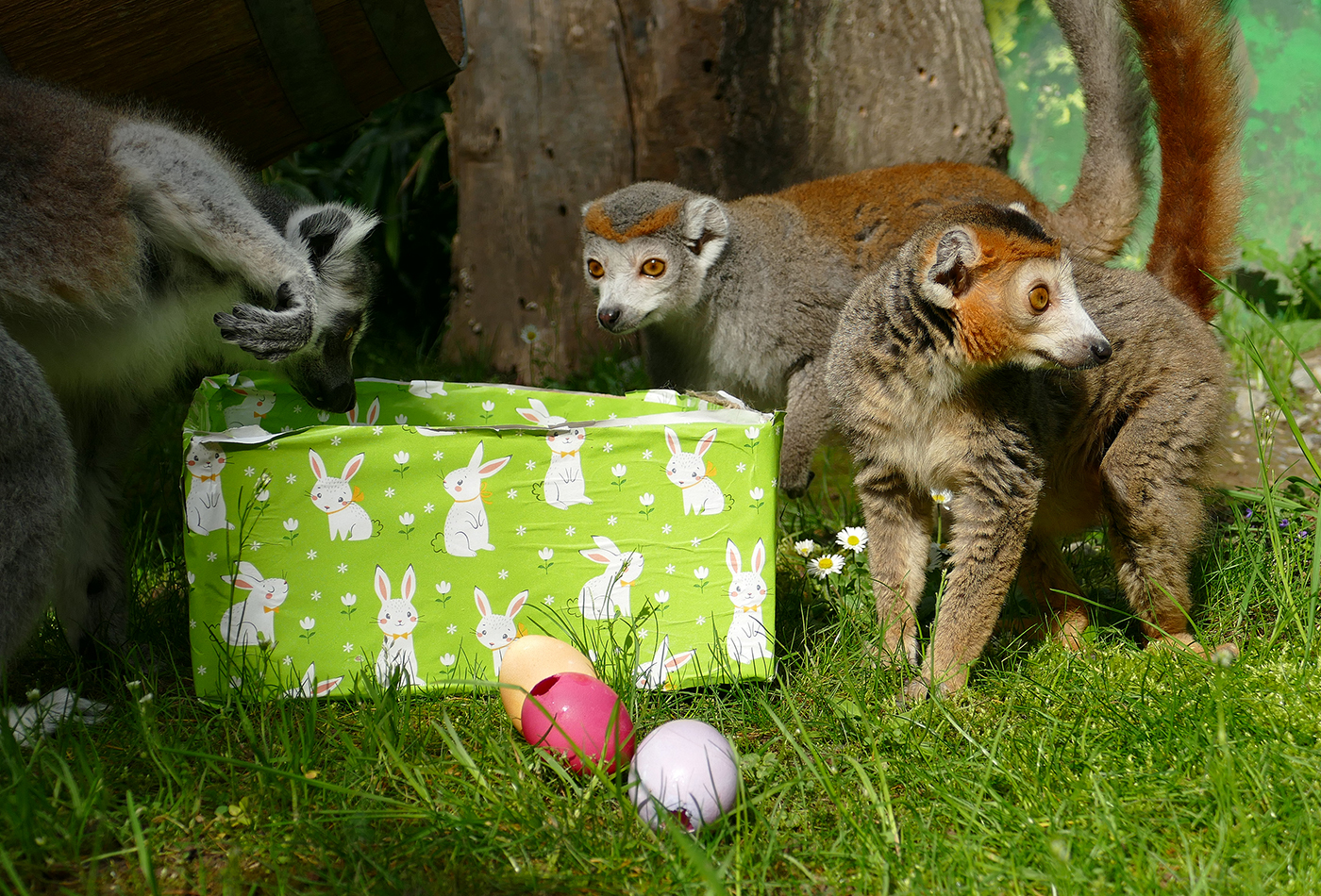 Lemuren mit Osterüberraschungen