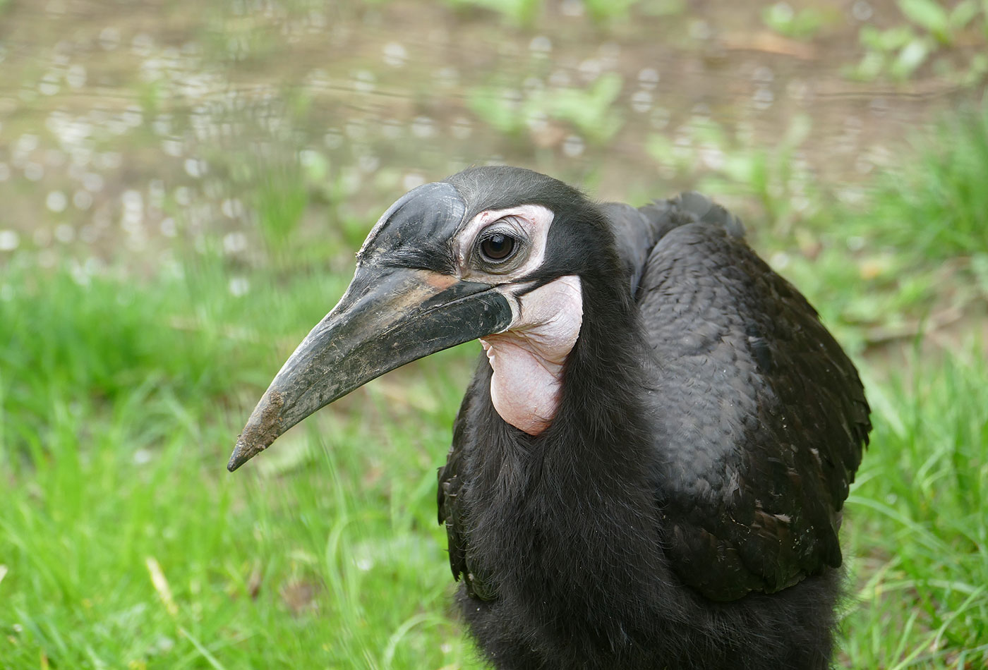 Nördlicher Hornrabe (Petra Medan / Zoo Heidelberg)