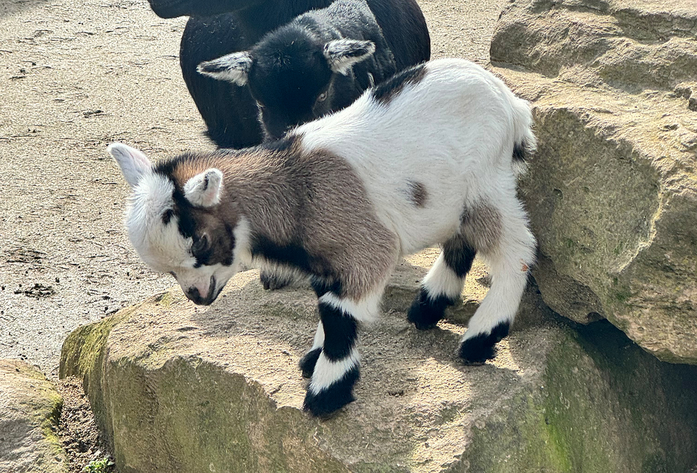 Die kleinen Zwergziegen erkunden neugierig ihre Umgebung (Zoo Heidelberg)