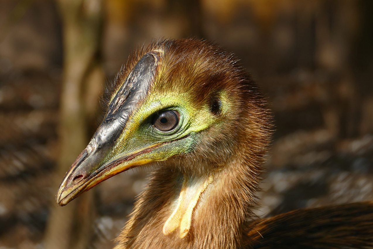 Helmkasuar Jungvogel Kopf