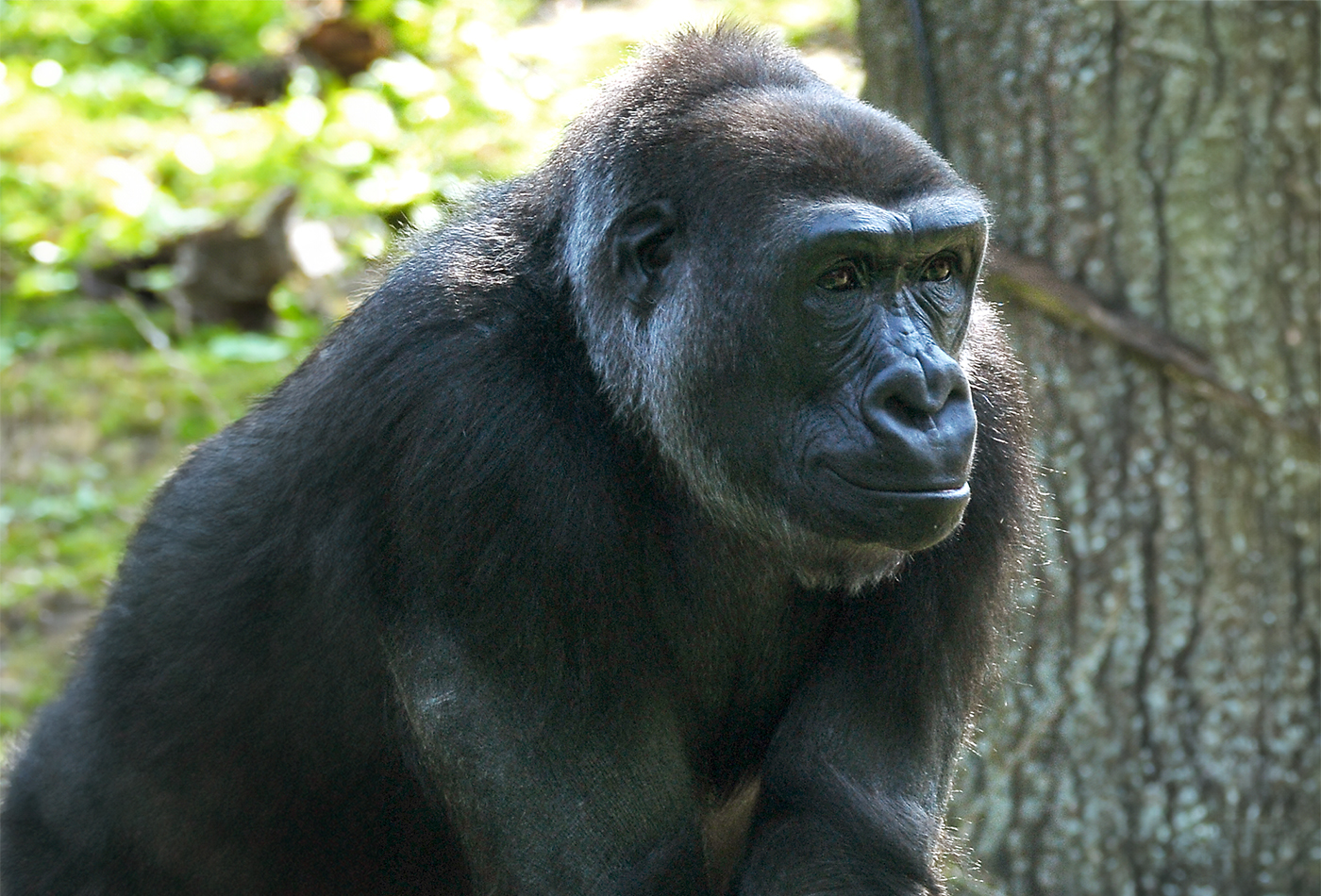 Portraitaufnahme Gorilla Jamila; Quelle Allwetterzoo Münster