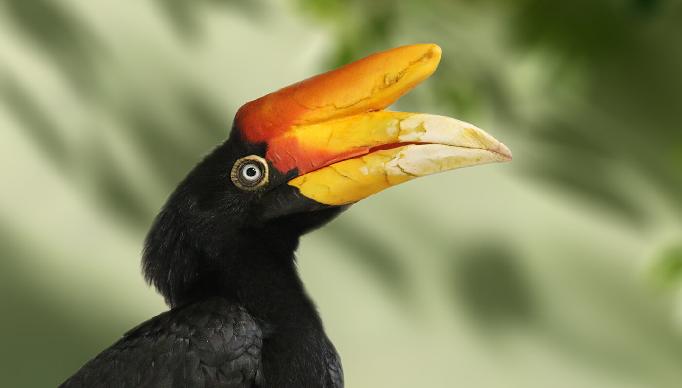 Zwei weitere Botschafter für den Artenschutz sind im Zoo Heidelberg eingezogen: Die Rhinozeros-Hornvögel. (Foto: Zoo Heidelberg)