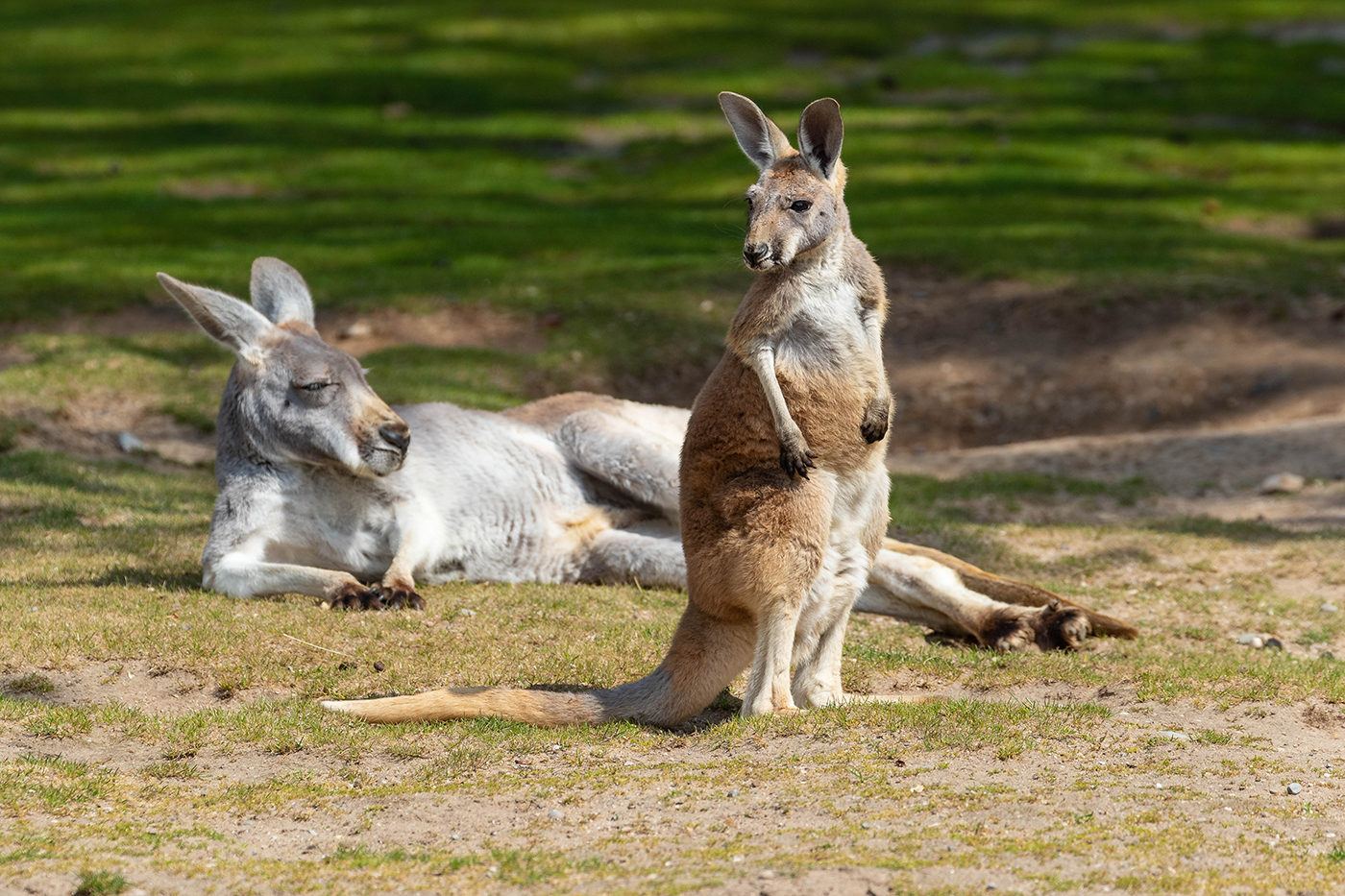 Rotes Riesenkängurus im Zoo Heidelberg