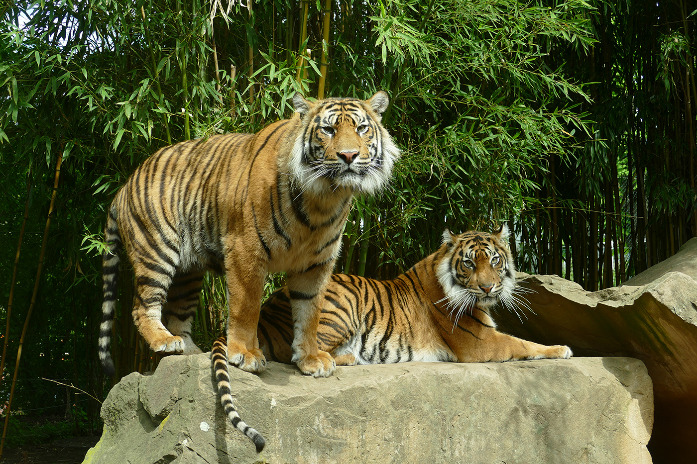 Die beiden jungen Tiger ziehen aus dem Zoo Heidelberg aus.
