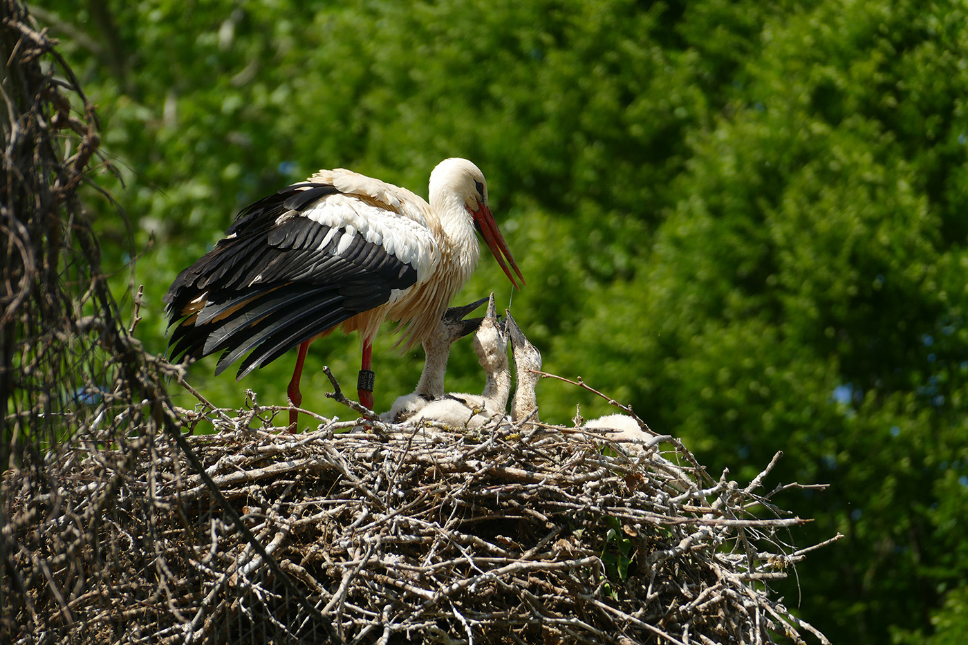 Foto 1: Die Störche umsorgen den Nachwuchs. (Foto: Petra Medan/Zoo Heidelberg)