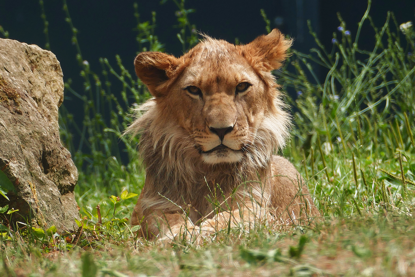 Der junge Berberlöwe Nouri im Zoo Heidelberg.