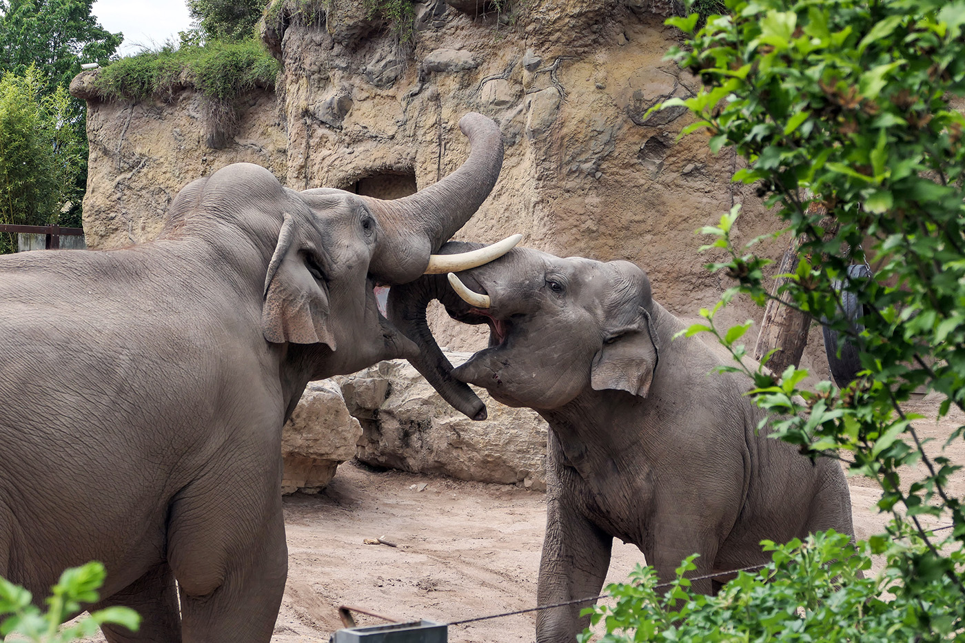 Foto: Der Vorverkauf für den Elefantentag im Zoo Heidelberg am Mittwoch, 17. September 2025 hat begonnen. (Foto: Heidrun Knigge/Zoo Heidelberg)