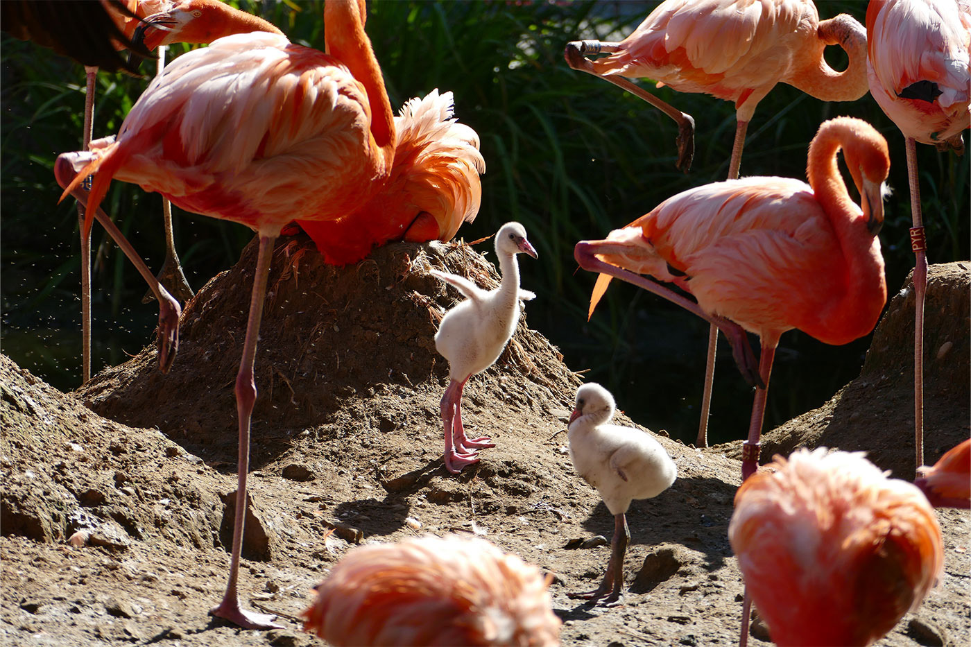 Foto 1: Kindergarten auf dem Flamingosee: Die grauen Küken wackeln gemeinsam zwischen den Bruthügeln herum. (Foto: Petra Medan/Zoo Heidelberg)
