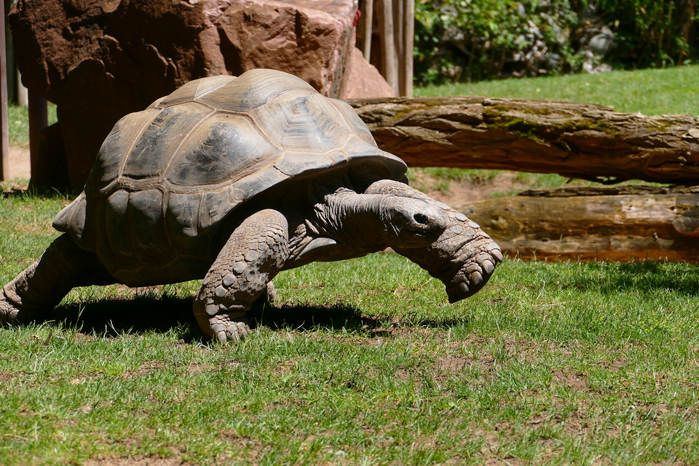 Riesenschildkröte im Lauf auf dem Rasen